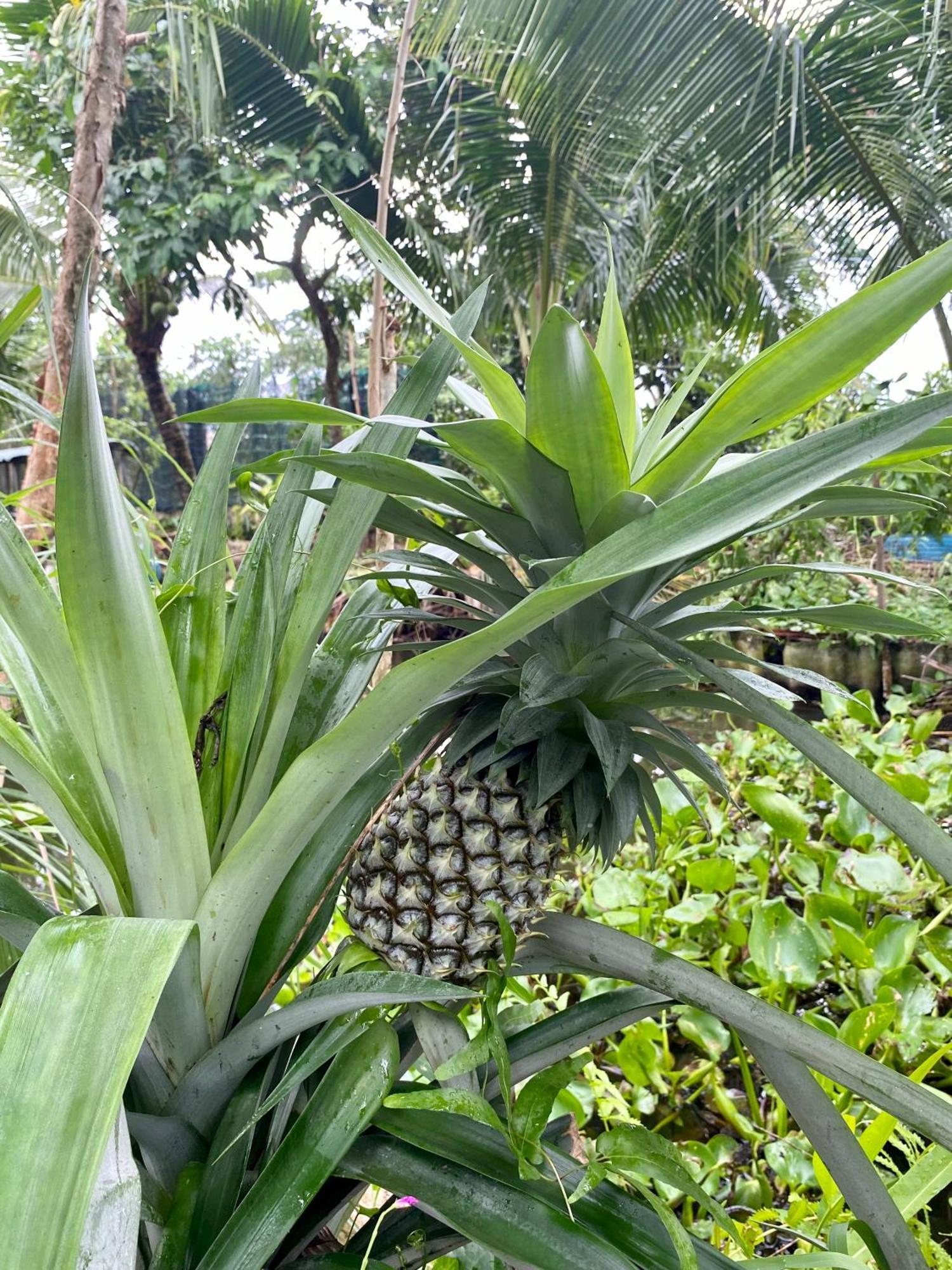 Go Chanh Homestay Cai Rang Exteriér fotografie