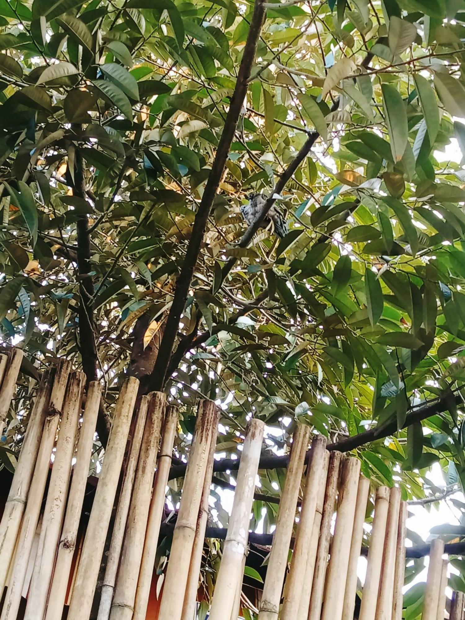 Go Chanh Homestay Cai Rang Exteriér fotografie